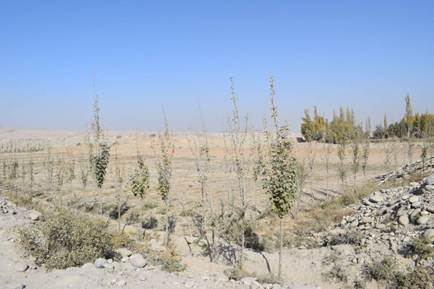 说明: C:\\Users\\Administrator\\Desktop\\水土保持公报基础资料上报\\水保治理工程照片\\和田地区新疆洛浦县玉龙喀什河下游山普鲁镇段水土保持小流域综合治理项目\\洛浦小流域治理效果图新\\经济林.jpg